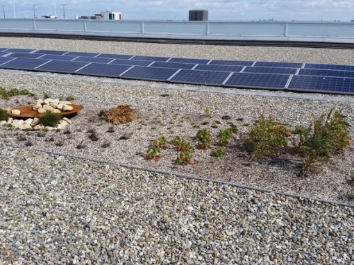 Daktuin en zonnestroomsysteem – Royal Flora Holland